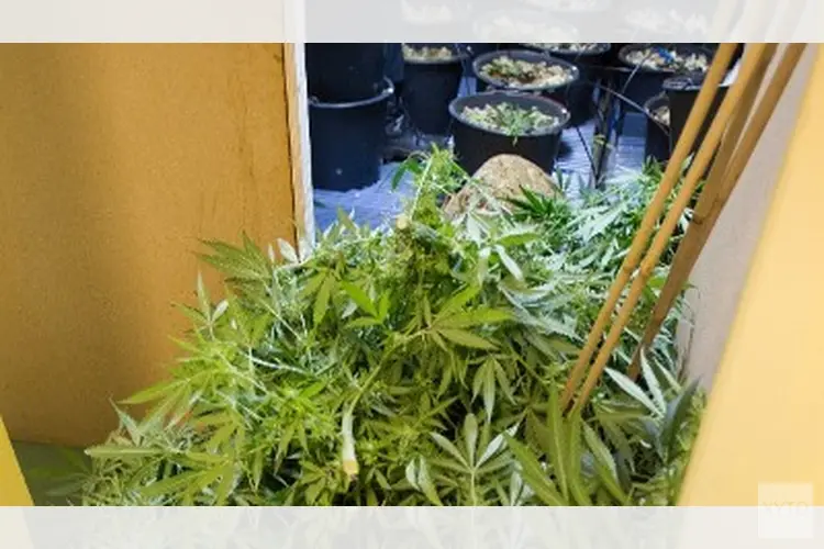 Hennepkwekerijen en growshop opgerold