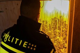 Celstraffen voor grootschalige hennepteelt