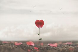 Uitvaartzorg en Eenzaamheid, geen gekke combinatie