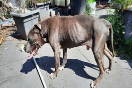 LID neemt oude, graatmagere hond in bewaring in Nijmegen; eigenaar draait op voor zorgkosten