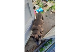 LID neemt oude, graatmagere hond in bewaring in Nijmegen; eigenaar draait op voor zorgkosten