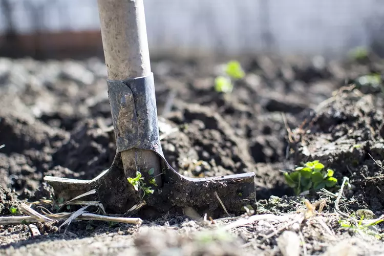Vanaf 2023 plant de gemeente Nijmegen jaarlijks 1000 bomen
