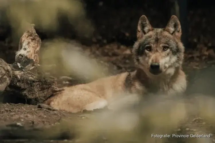 Hardloopster gebeten door - vermoedelijk - wolf in Park Hoge Veluwe