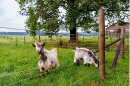 Steeds meer dieren goed beschermd tegen wolvenaanvallen
