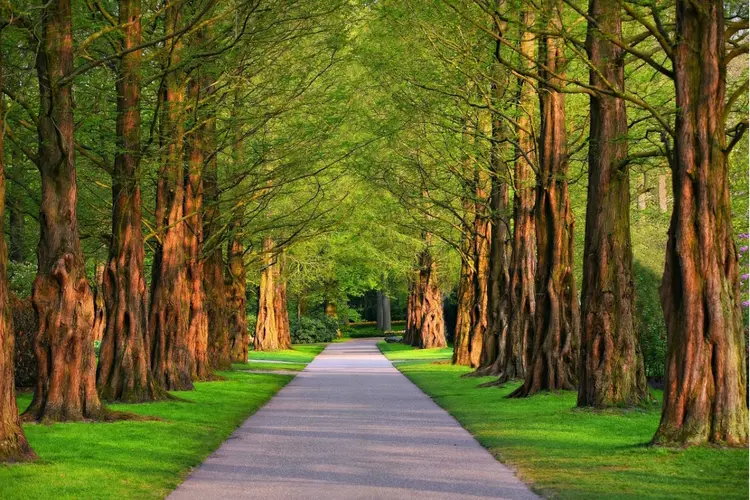 Groei aantal bomen zet stevig door