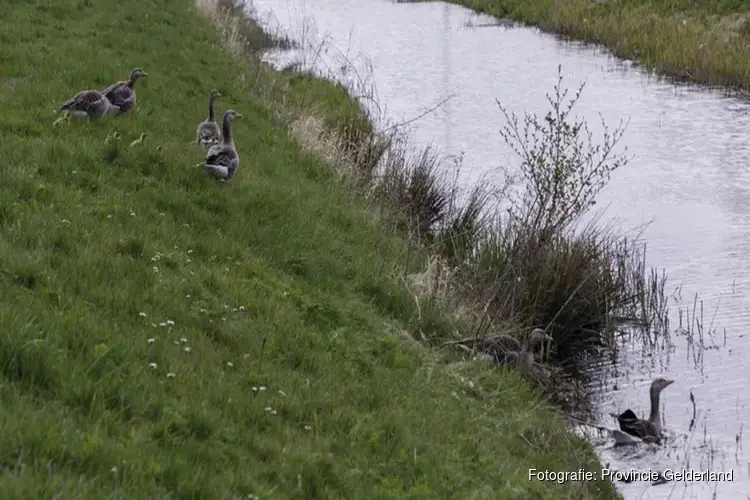Nieuw faunabeleid: meer aandacht voor natuurschade en bedreigde weidevogels