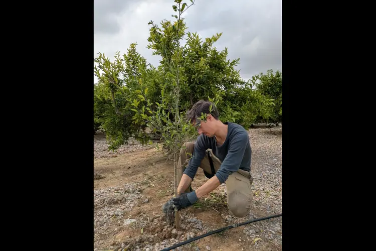 Inwoners krijgen een boom cadeau en maken Wolfskuil en Hatertse Hei groener