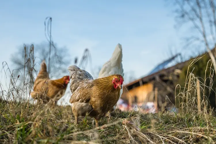 Vogelgriep vastgesteld in Nijmegen