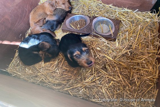 Rechter bevestigt: dwangsommen tegen Bert's Animal Verhuur terecht opgelegd