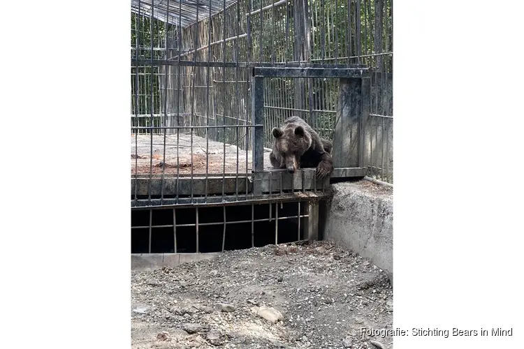 Bears in Mind start crowdfunding voor redding bruine beren Cindy en Felipe uit Azerbeidzjan