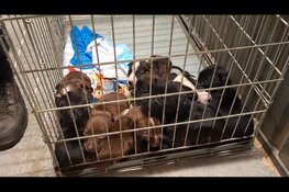 Nijmegenaar sluit piepjonge pups zonder moeder op in verroeste, gammele bench