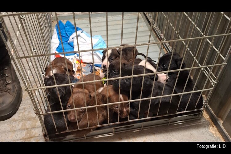 Nijmegenaar sluit piepjonge pups zonder moeder op in verroeste, gammele bench