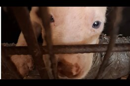 Nijmegenaar sluit piepjonge pups zonder moeder op in verroeste, gammele bench