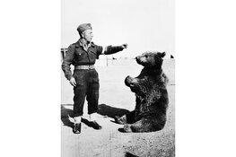 Wojtek! De beer die soldaat werd. Familietentoonstelling in het Vrijheidsmuseum