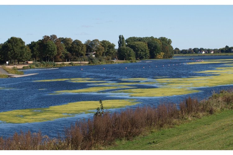 Provincie stelt een waarschuwing in vanwege blauwalgen bij vakantiepark Het Eiland van Maurik gemeente Buren